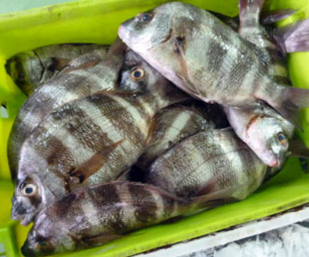 Diplodus cervinus_05.jpg